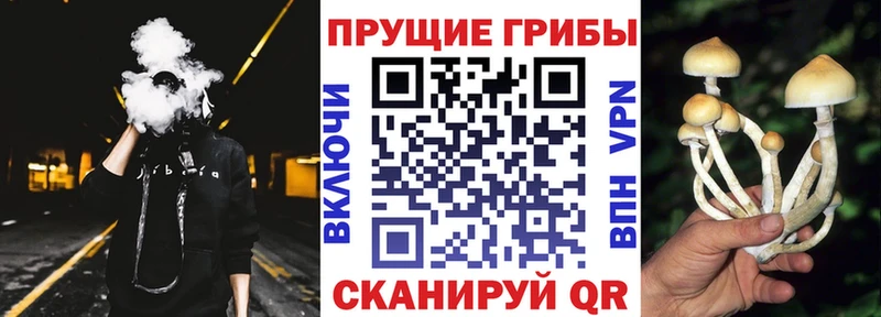 Галлюциногенные грибы Psilocybine cubensis  купить   Бугуруслан 